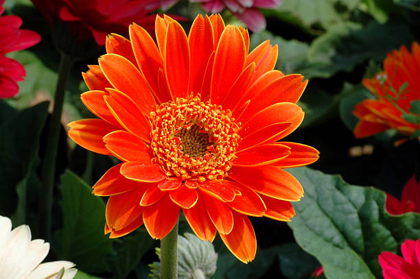 gerbera laranja - fotografia de stock