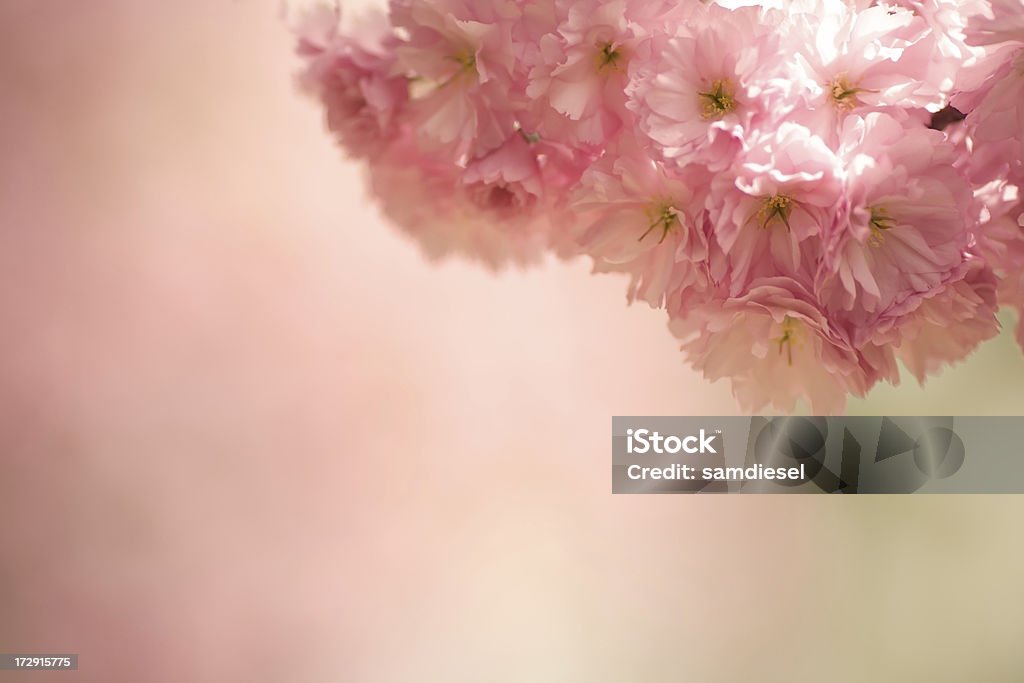 Flores de cerejeira japonesa - Foto de stock de Abril royalty-free
