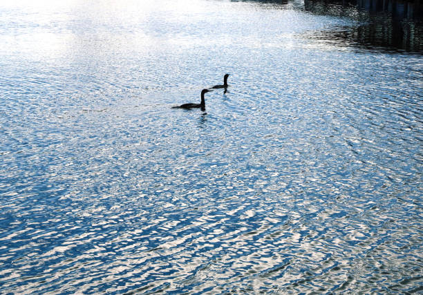 Two European coot, sea birds swim on litte wavey sea and search for some food to eat.