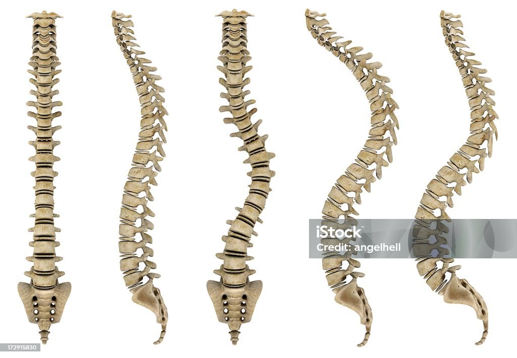 Ossos vertebrais humanos com problemas - Royalty-free Adulto Foto de stock