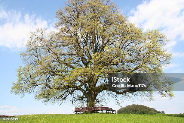 Tília - Fotografias de stock e mais imagens de Liquidambar - Liquidambar, Acima, Ao Ar Livre