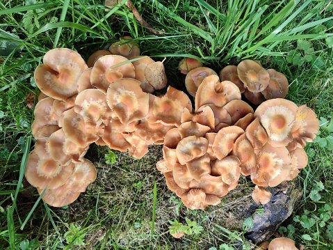 Wild mushroom growing in grass field. Hallucinogenic psilocybin containing mushroom entheogen