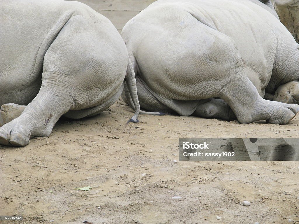 Rinoceronte Branco dormir Butt - Foto de stock de Amarelo-castanho royalty-free