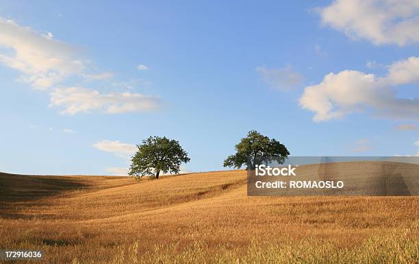 Campo Di Avena E Due Alberi In Val Dorcia Toscana Italia - Fotografie stock e altre immagini di Albero