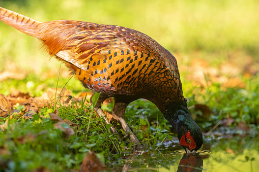 Side-view of a helmeted guineafowl, Numida meleagris, on the ground