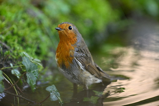 Robin bathing