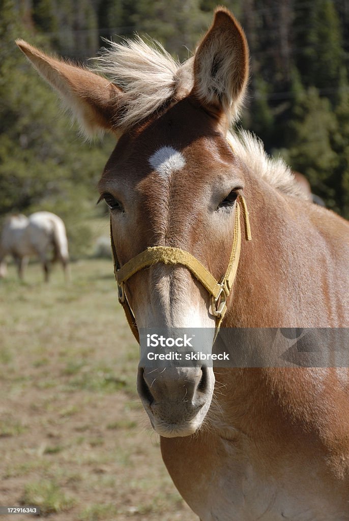 Mule - Foto de stock de Animal royalty-free