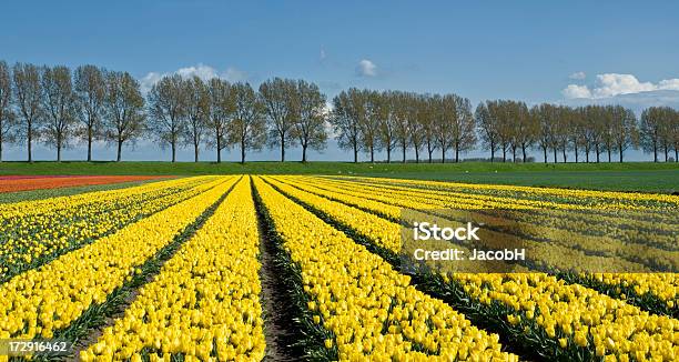 Żółty Tulipan Pola - zdjęcia stockowe i więcej obrazów Bez ludzi - Bez ludzi, Drzewo, Fotografika