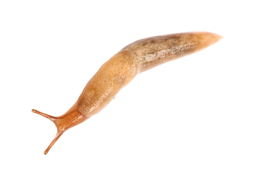 slug isolated on white
