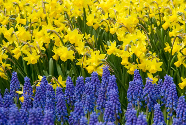 istock Flower Garden in close-up: Daffodils & Grape Hyacinth 172916479