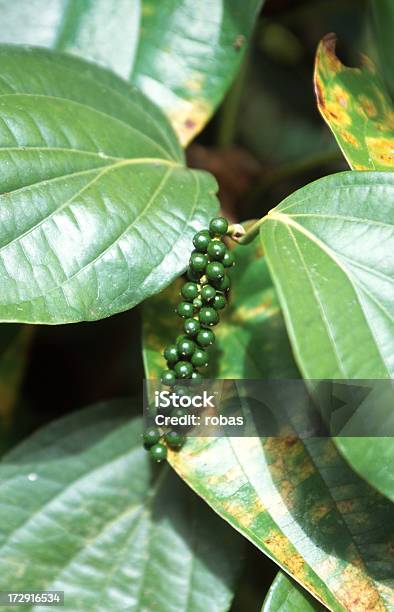 Pimenta Bagas Na Árvore - Fotografias de stock e mais imagens de Agricultura - Agricultura, Cereal, Colheita