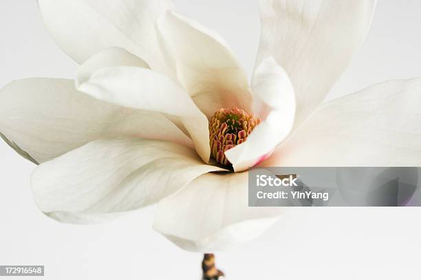 Frühling Magnolien Blüte Stockfoto und mehr Bilder von Magnolien - Magnolien, Weiß, Stillleben