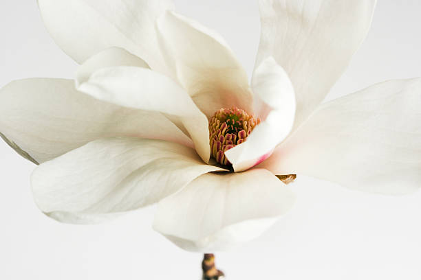 printemps fleur de magnolia - magnolia flower single flower white photos et images de collection