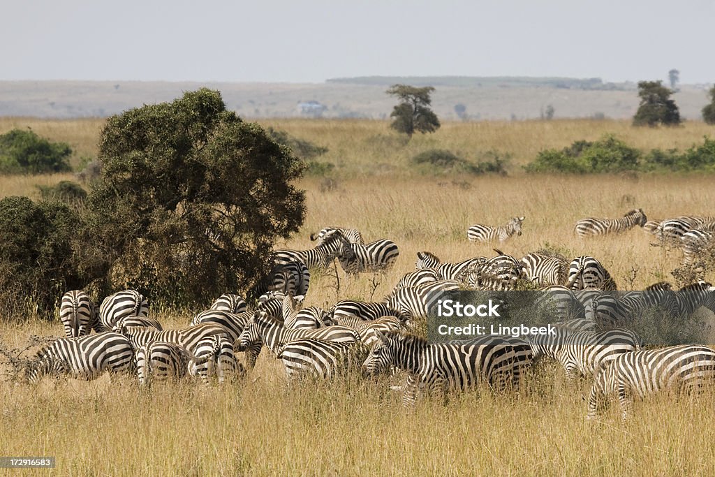 Африканский zebras Пятнистый на сафари - Стоковые фото Национальный парк Найроби роялти-фри