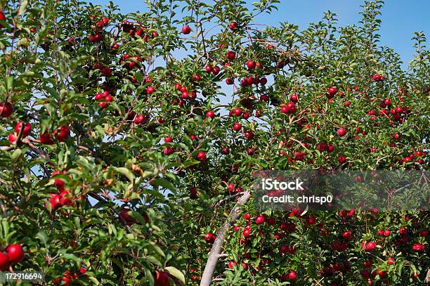 Alberi Di Mele - Fotografie stock e altre immagini di Albero - Albero, Ambientazione esterna, Bellezza naturale