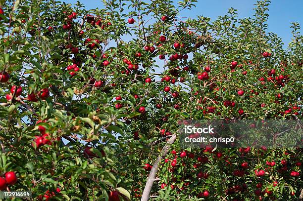 アップルの木 - カラフルのストックフォトや画像を多数ご用意 - カラフル, リンゴ, リンゴの木