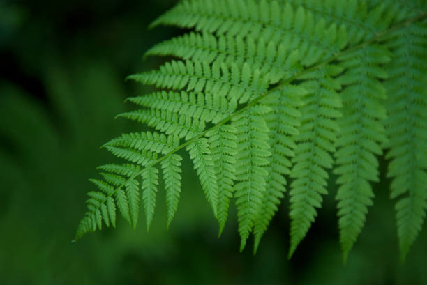 istock Fresh Fern Fronds Macro 172916797