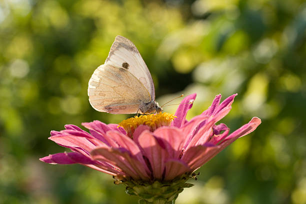 istock Butterfly on a pink flower 172916857