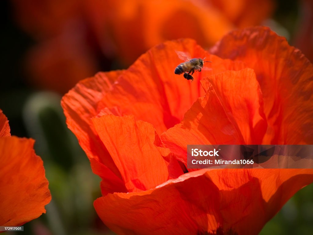 Survoler Abeille sur Fleur de pavot - Photo de Abeille libre de droits