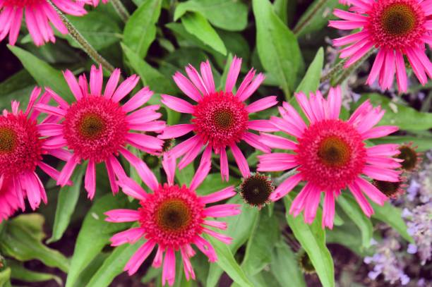 istock Pink Echinacea 'Delicious Candy' coneflower in flower during the summer months 1729170205
