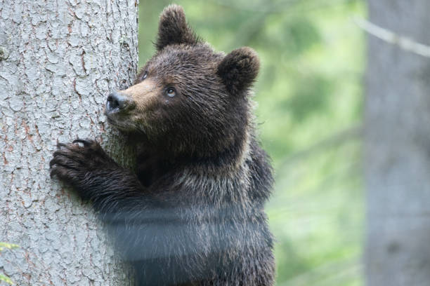 istock Brown bear closeup portrait on a spruce tree 1729170452