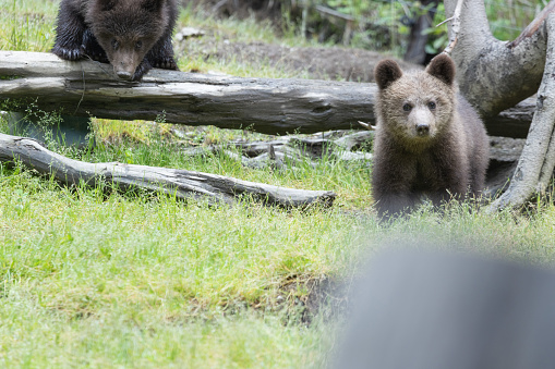 Brown baby bear cub siblings in a green meadow looking at the camera