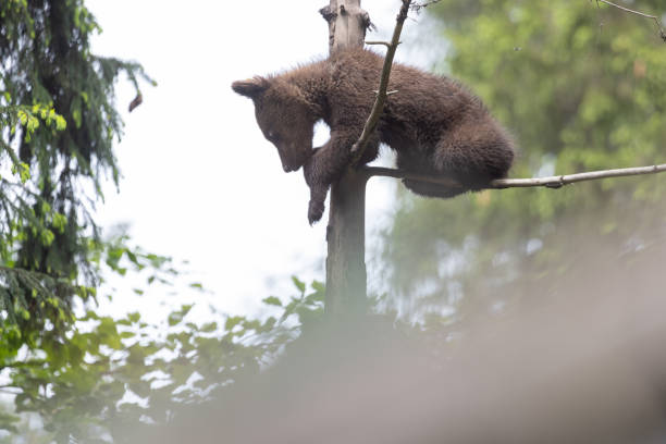 Europäischer Braunbär / European brown bear/ Ursus arctos