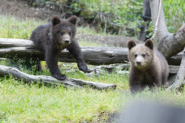 istock Brown baby bear cub siblings in a green meadow 1729171043