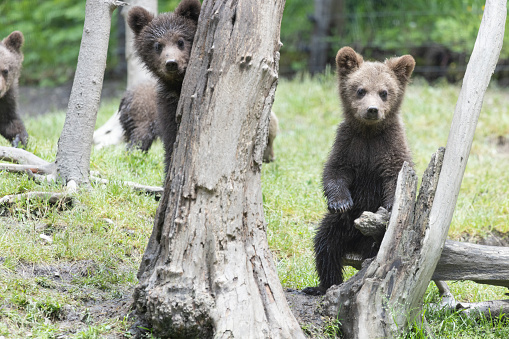 Brown baby bear cubs playing in the forest. Wildlife scene from nature.