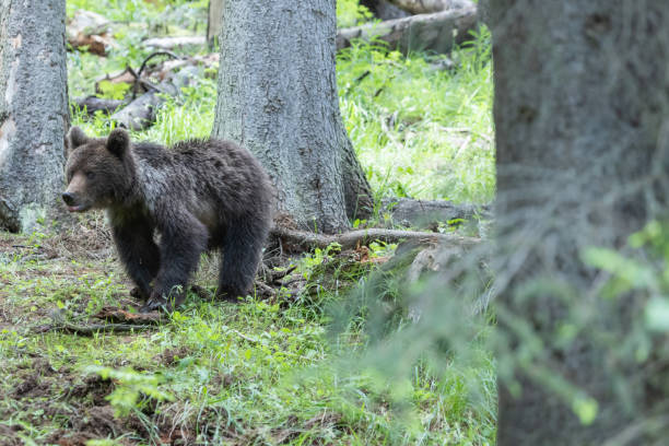 istock Cute brown bear in the spruce forest sniffing the air 1729171609