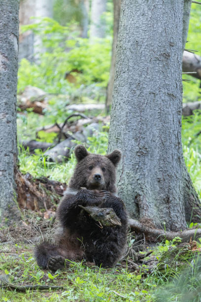 istock Cute brown bear in the forest sitting on the ground playing 1729171612