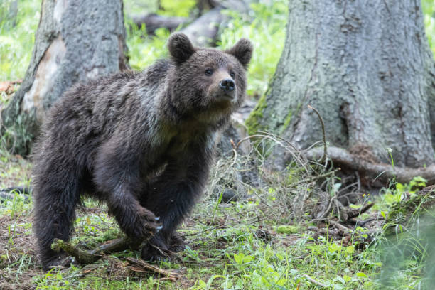 istock Cute brown bear in the spruce forest sniffing the air 1729171617
