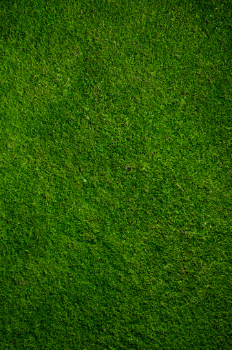 Grass in sport fields.