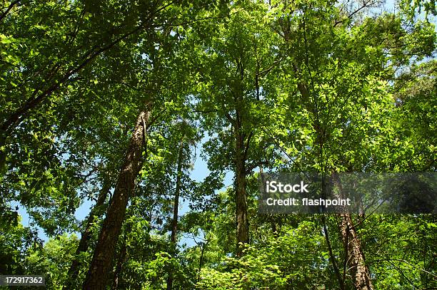 Oklahomawald Stockfoto und mehr Bilder von Baum - Baum, Baumkrone, Bildhintergrund