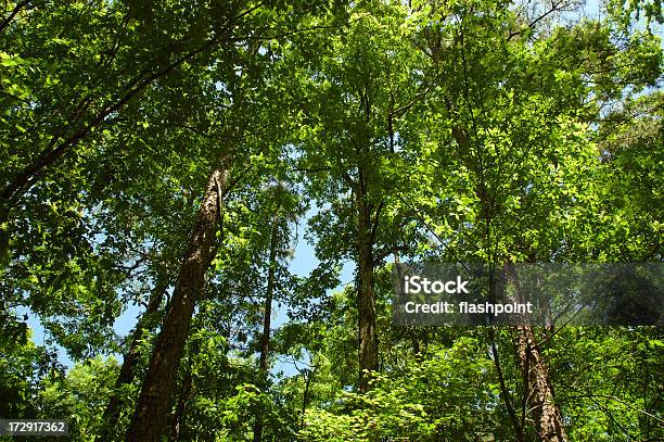 Bosque De Oklahoma Foto de stock y más banco de imágenes de Boscaje - Boscaje, Bosque, Cima del árbol