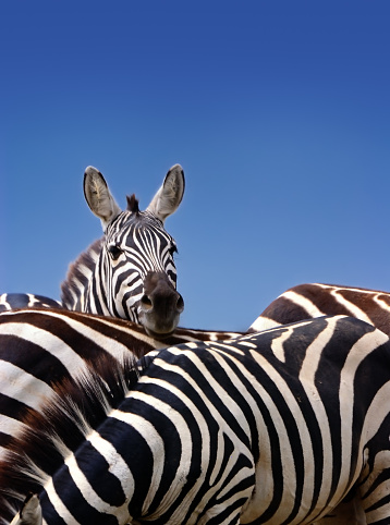 Plains zebra/Burchell's zebra in Kruger Park in Mpumalanga