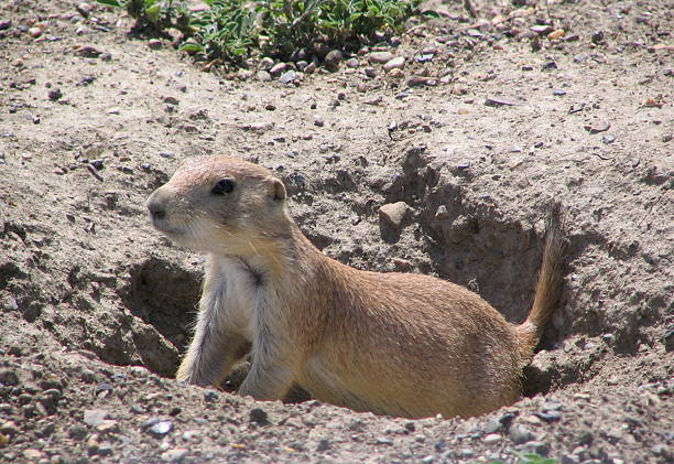 prairie dog gryzoń - groundhog animal animal behavior beauty in nature zdjęcia i obrazy z banku zdjęć