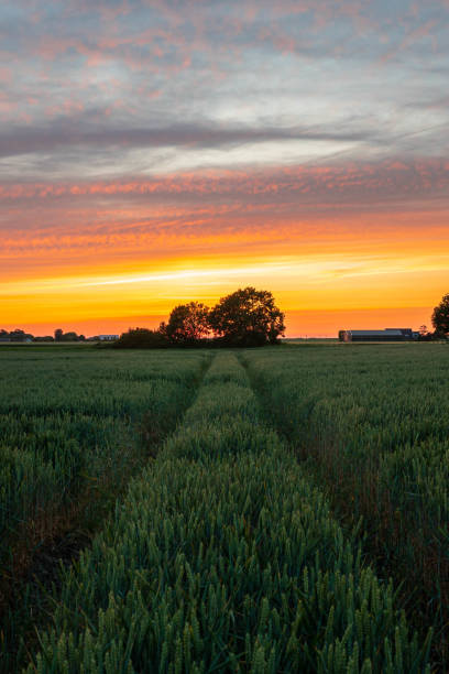 istock Colorful sunset over a wheat field 1729176078