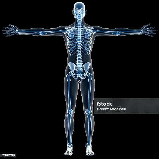 Xray Cuerpo Humano De Un Hombre Con El Esqueleto Durante El Estudio Foto de stock y más banco de imágenes de Encuadre de cuerpo entero