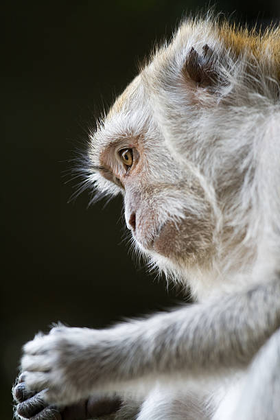 Macaco retrato 2 - foto de stock