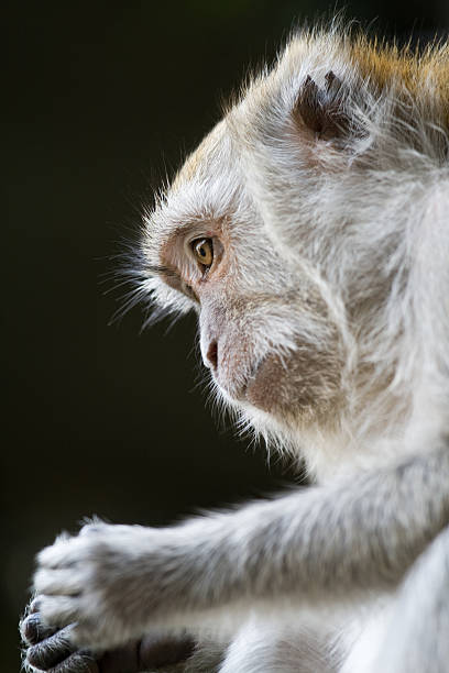 Macaque portrait 2 stock photo