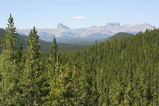 istock Alberta Landscape Up The Nordegg Road 172917929
