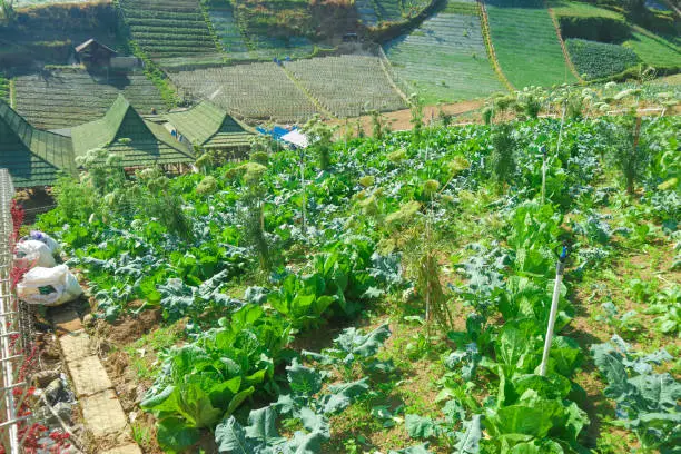 Photo of Rice fields in the mountains with a terasiring system