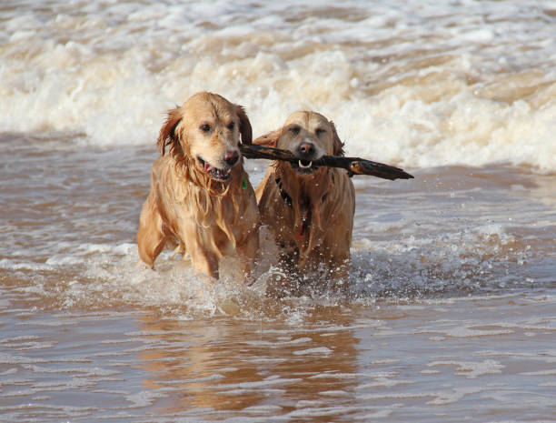 istock Cute dogs retieving stick at beach 1729180535