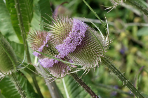 Common teasel in a natural setting. Focus on foreground. Image was taken in de Kruidhof a beautiful mostly herb garden in Friesland the Netherlands.