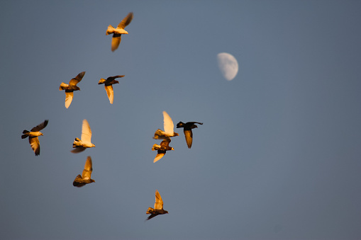 Birds flying in groups in the sky