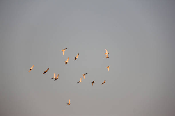 istock Flying birds in the Sky 1729182614