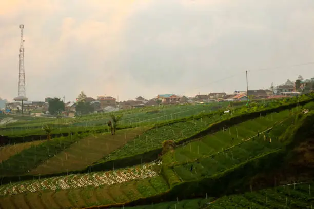 Photo of Rice fields in the mountains with a terasiring system