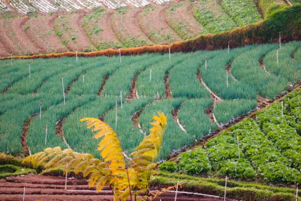 Photo of Rice fields in the mountains with a terasiring system