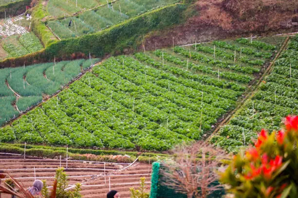 Photo of Rice fields in the mountains with a terasiring system